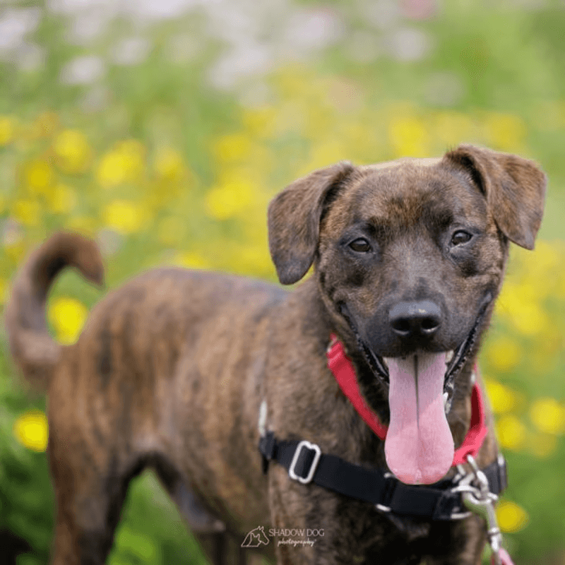Redd is a 3-year-old pup bursting with energy, affection, and personality