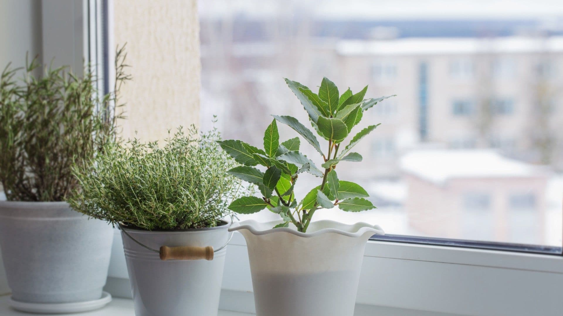 Indulge Your Green Thumb with a Charming Garden Window!